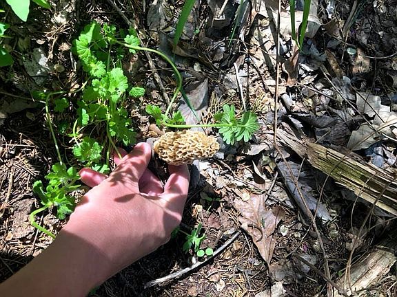 Yes there are even morrel mushrooms!