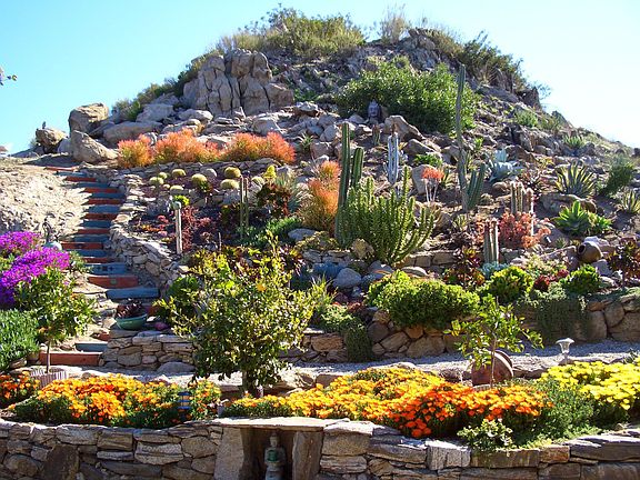 Back Yard Cactus Garden