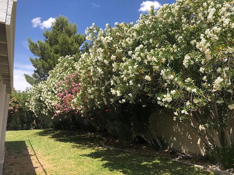 Backyard full bloom