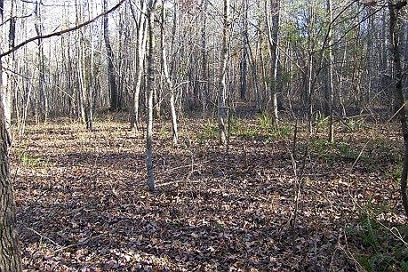 Nice level areas on property