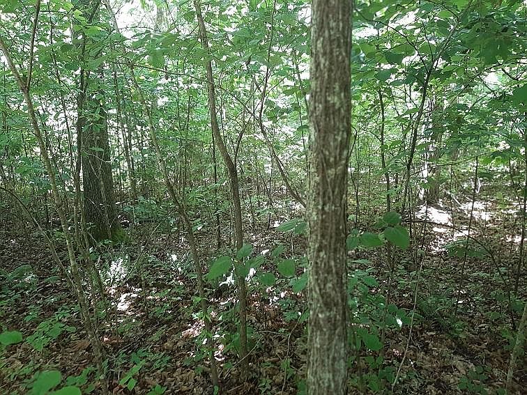 1st image of Saddleridge Dr
