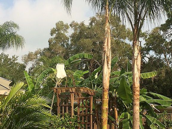 Back yard