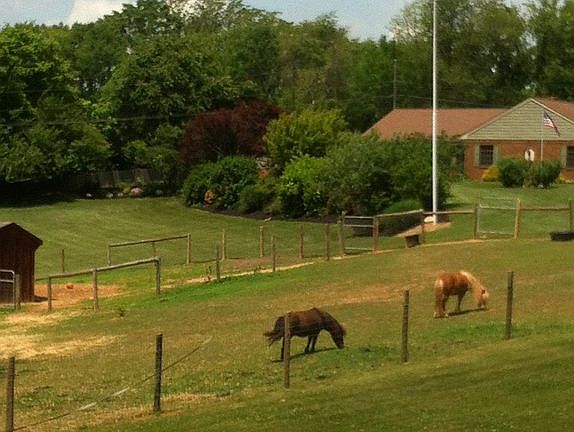 Room for animals
