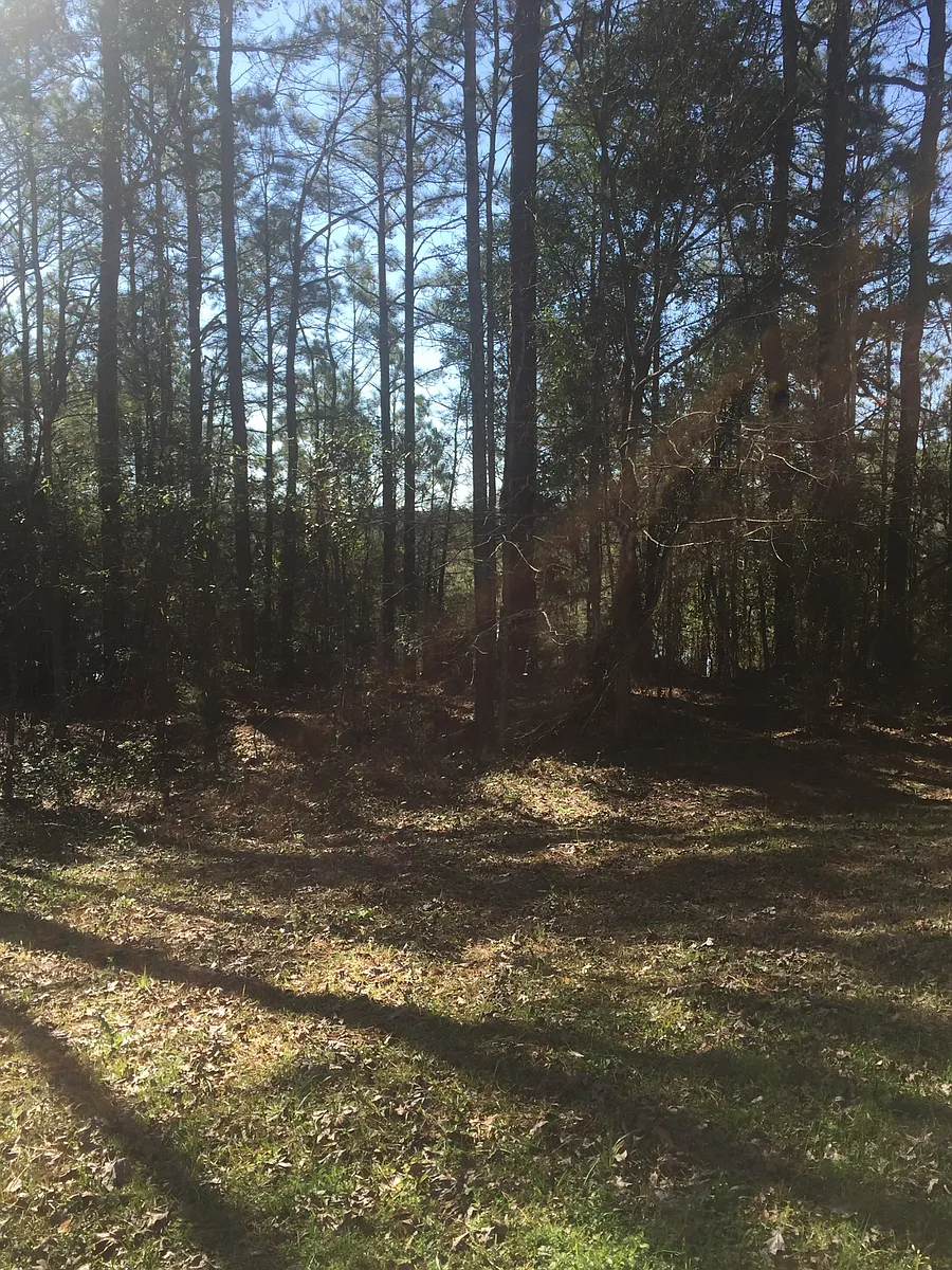 Backyard - 1158 Burt Loop Rd