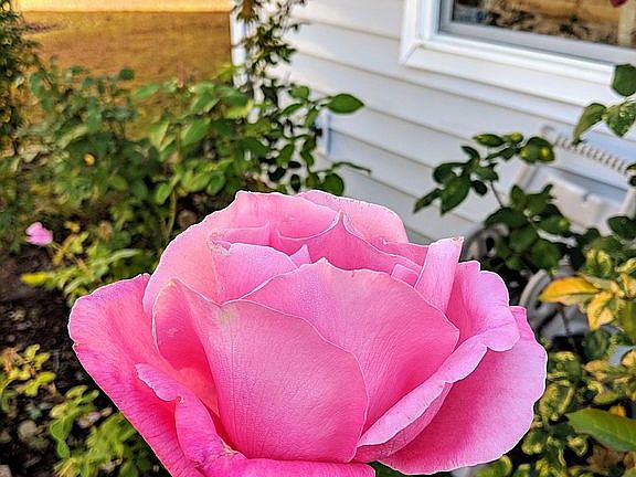 Rose garden