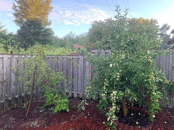 Apple Trees