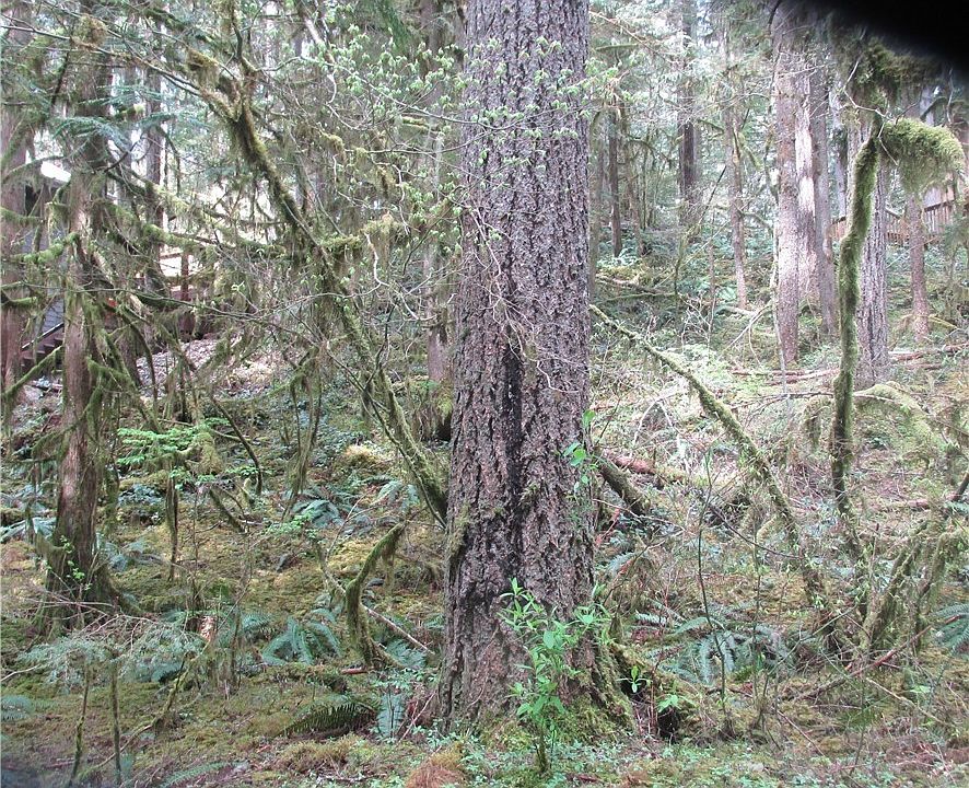 1st image of 6947 Glacier Peak Dr