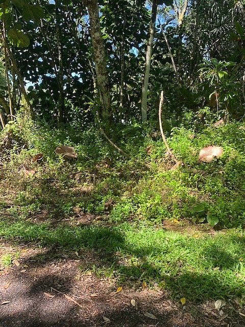 1st image of Opae St Lot 1622