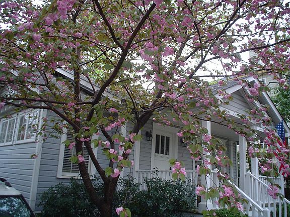 flowering tree in Spring