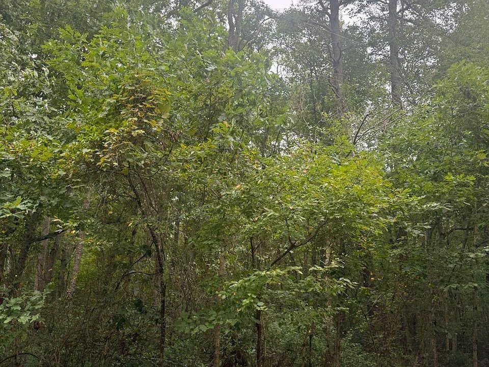 2nd image of Sorrento Ave
