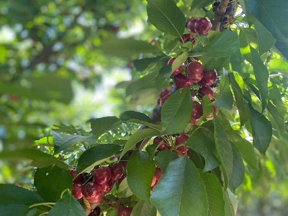 17980 E Milton Rd, Linden, CA 95236 MLS 223006704 Zillow