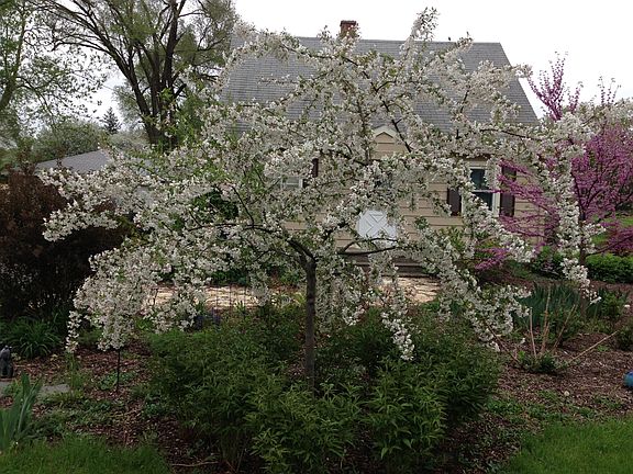 Crabapple tree front yard.