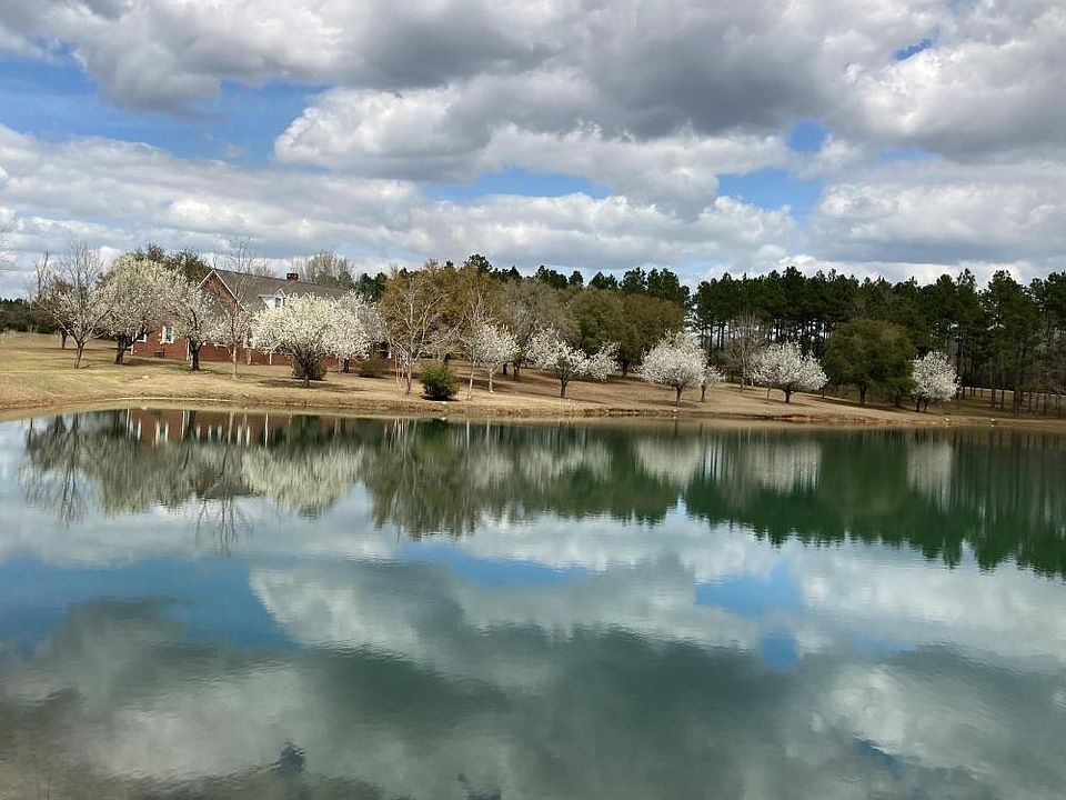pear trees in full bloom