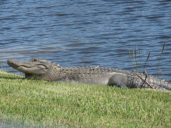 Lagoon resident circa 2010.