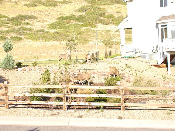 Wildlife Across the Street