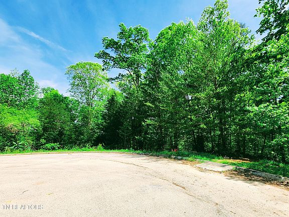 3rd image of Evergreen Cv