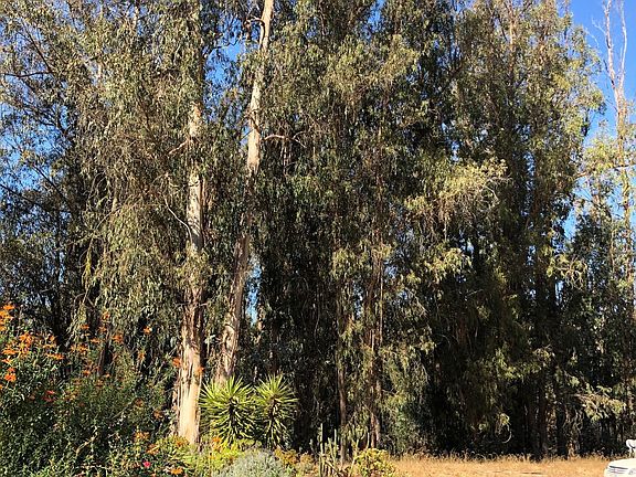 View of parking area and trees. Room for RV, boats, equipment such as tracker etc.