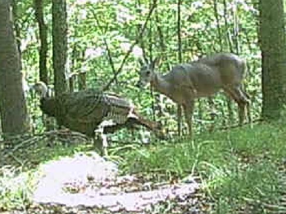 4th image of 0 Downing Hollow Rd