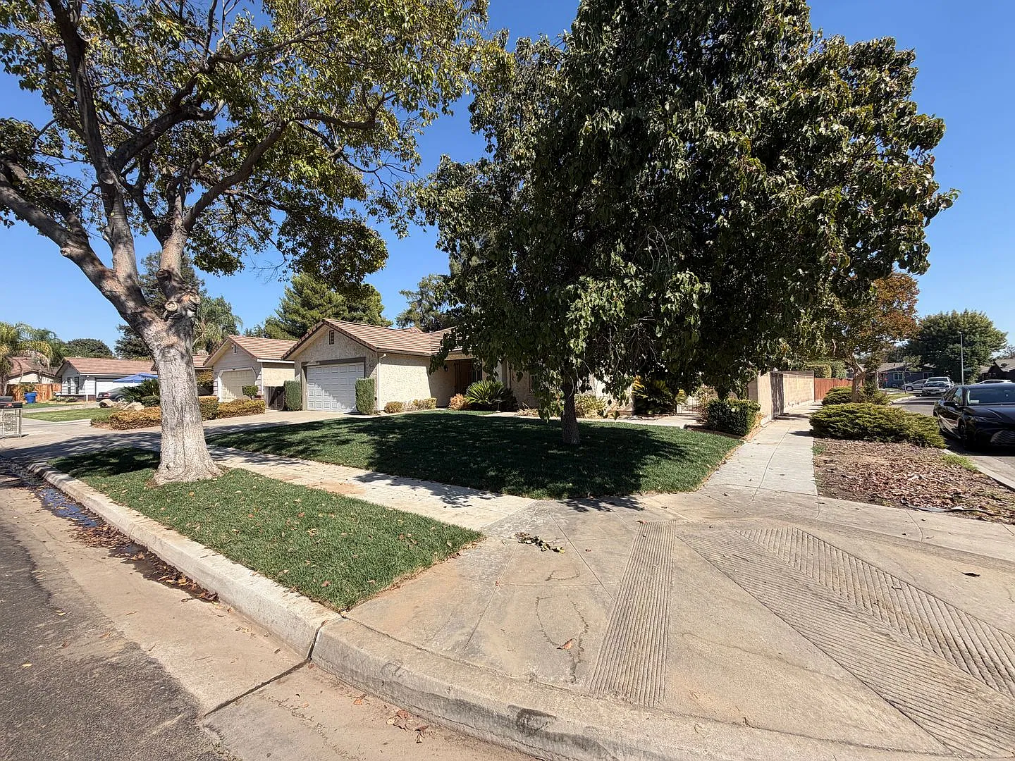Hazel — Photo 2