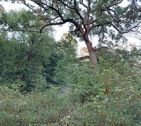 2nd image of 355 Bluff View Dr