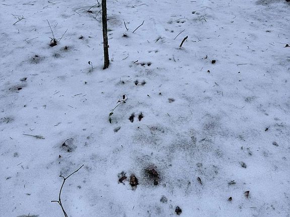 5th image of 0 Lone Bear Path