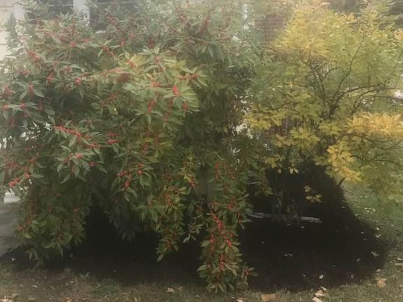 Plants