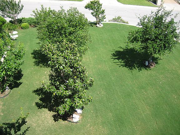 Front lawn