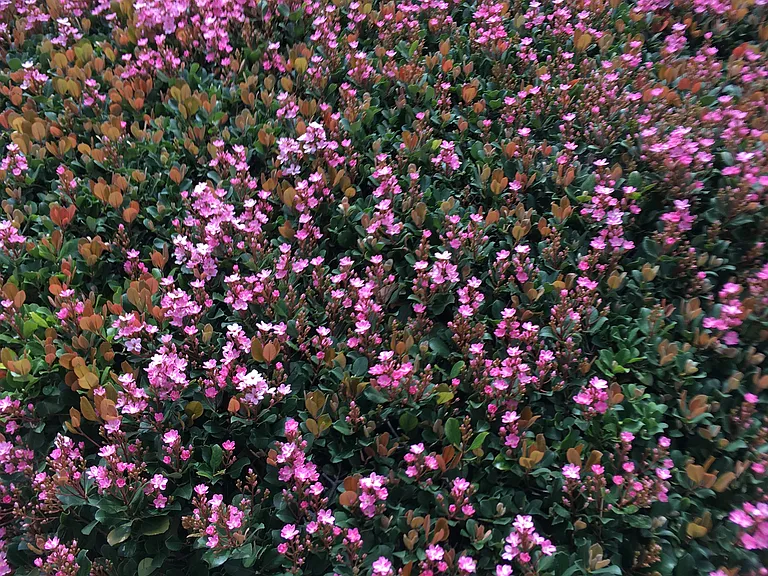 365 S Atlantic Blvd #F — Photo 4