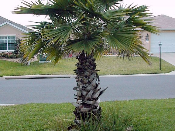Washington Palm-Front Yard