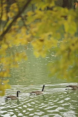 Rented by Compass | media 42