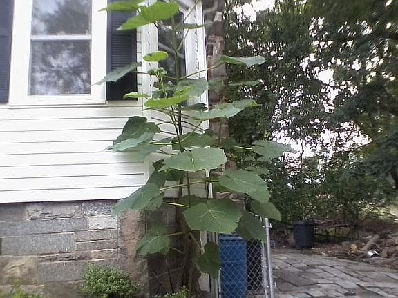 Giant Elephant plant