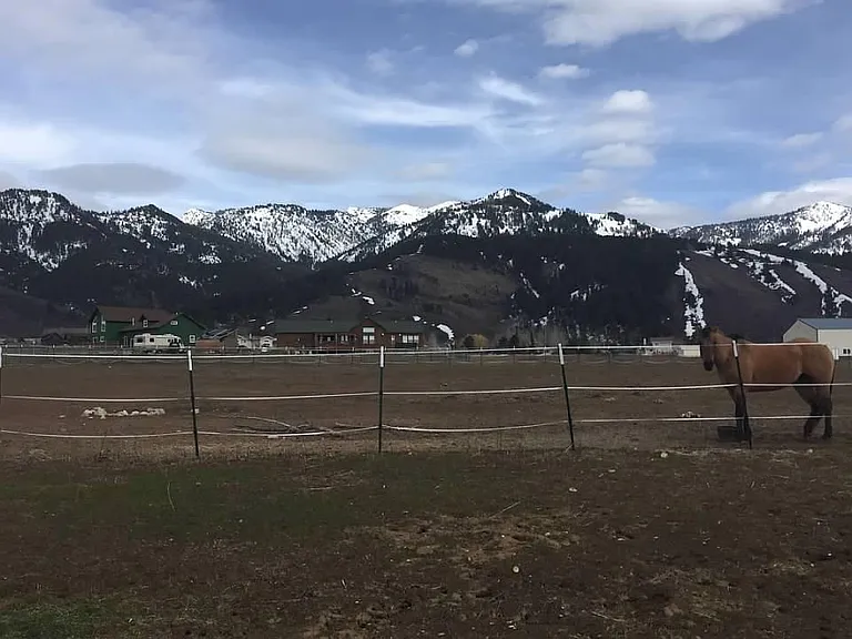 You are allowed up to 2 horses on property