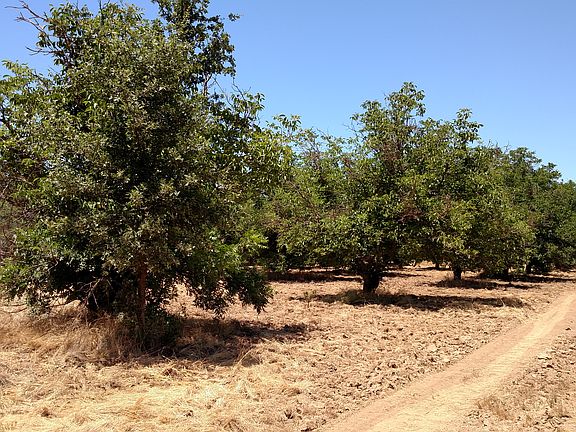 English & Black Walnuts
