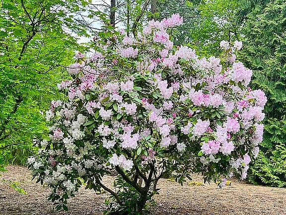 Beautiful plants year round 