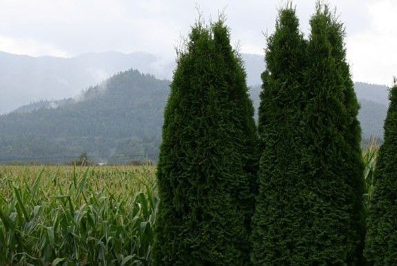 Tall Cornfields along the side of the house, as far as the eye can see.