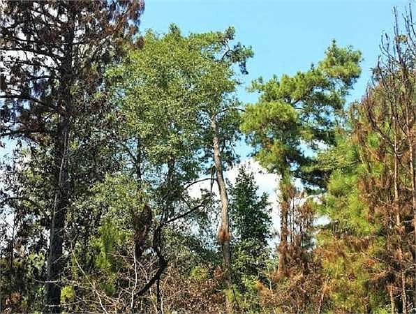 1st image of 1000 Oak Fork Dr