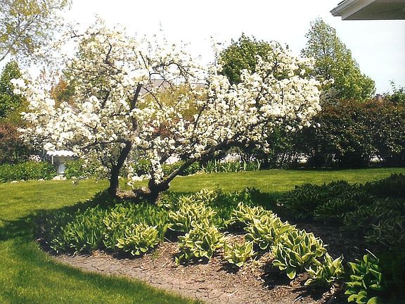 Park Like Fenced Backyard