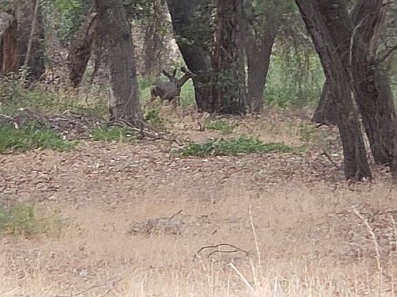 3rd image of 34138 Bouquet Canyon Rd