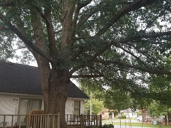 Back Yard Oak Tree