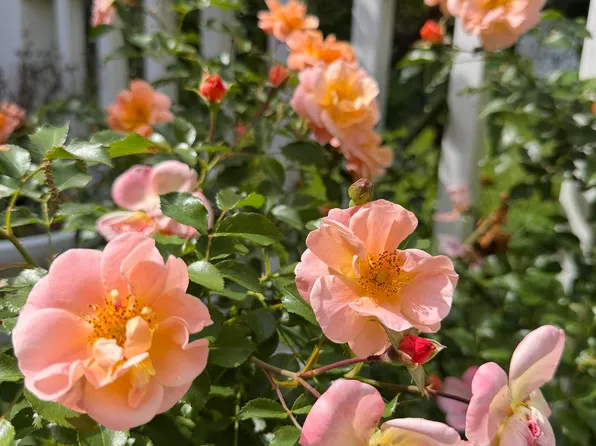 603 Turrentine Ave, Gadsden, AL 35901