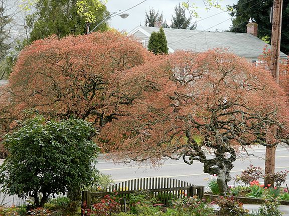 Japanese maples