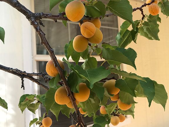 Bedroom window sees apricots