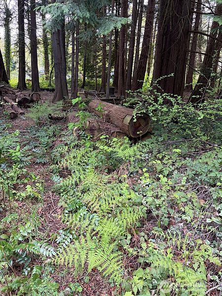 4th image of 318 Madrona Place