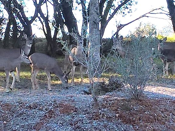 Animal friendly property