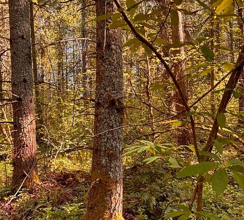 4th image of 0 Chuckawa Lane SW