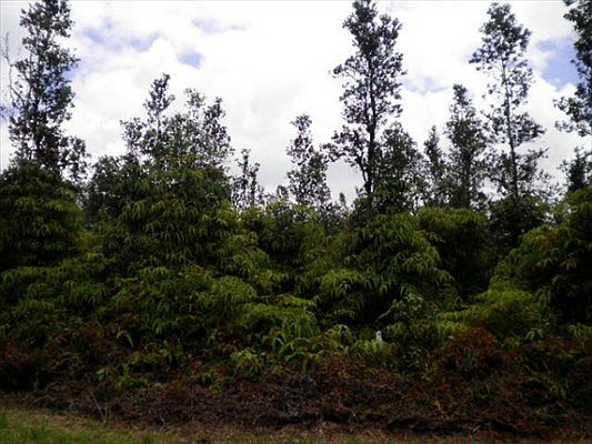 1st image of Hibiscus Nr Gardenia Lot 7628