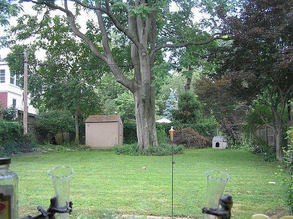 Backyard in summer