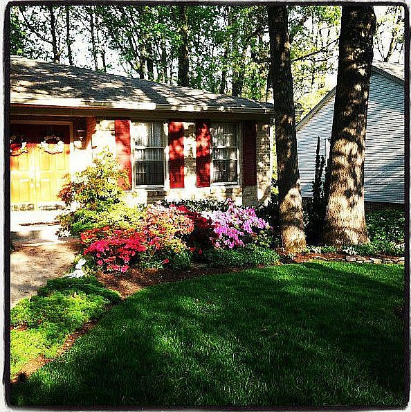 Beautiful shade trees