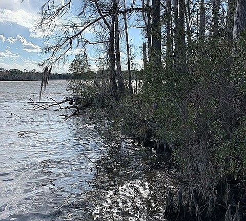 Shoreline (from dock)