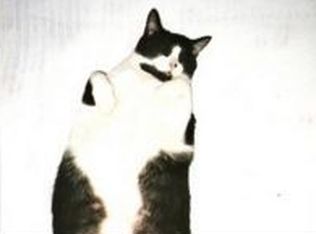 432 Spring St, Hot Springs, AR 71901